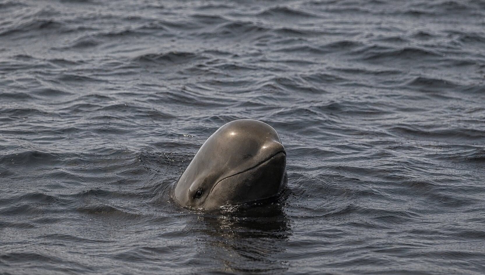 A pilot whale surfacing in dark North Atlantic water